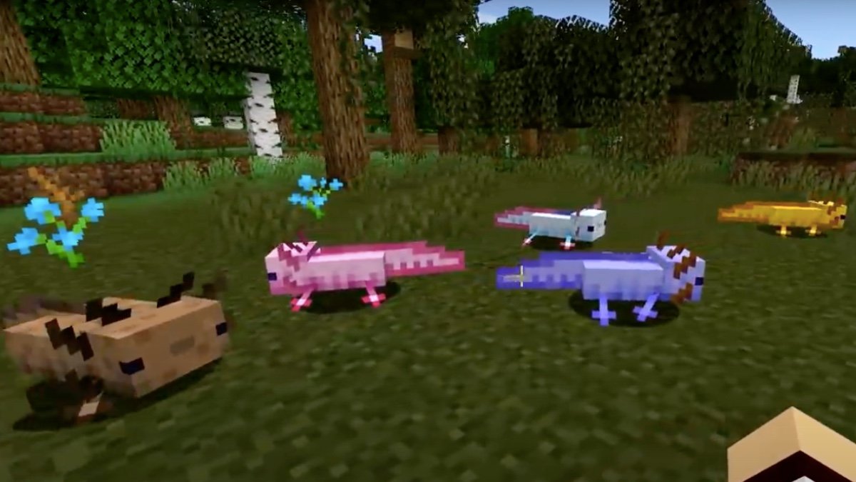 axolotls from minecraft